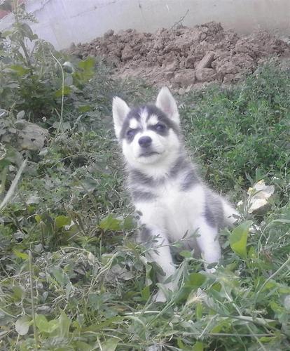 Haski