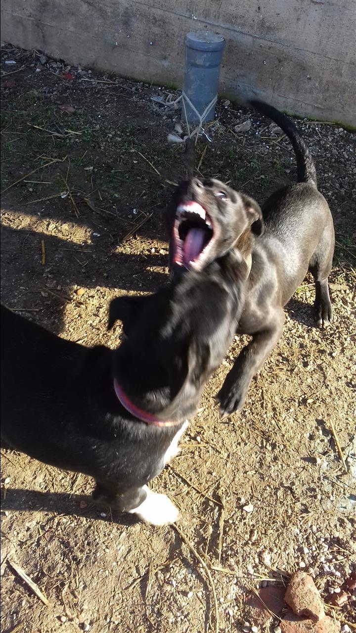 Pitbulla