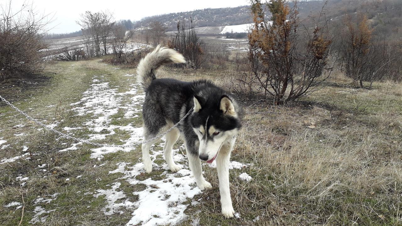 Haski-