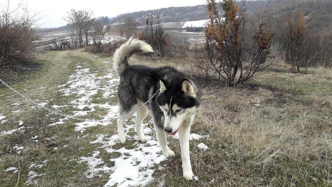 Haski 