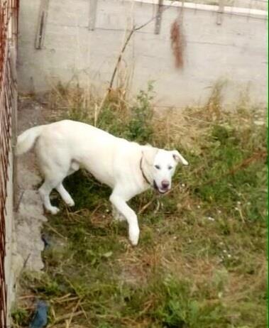 Kangal