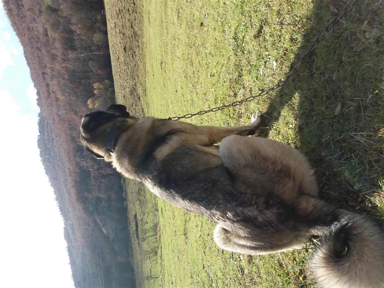 Simba