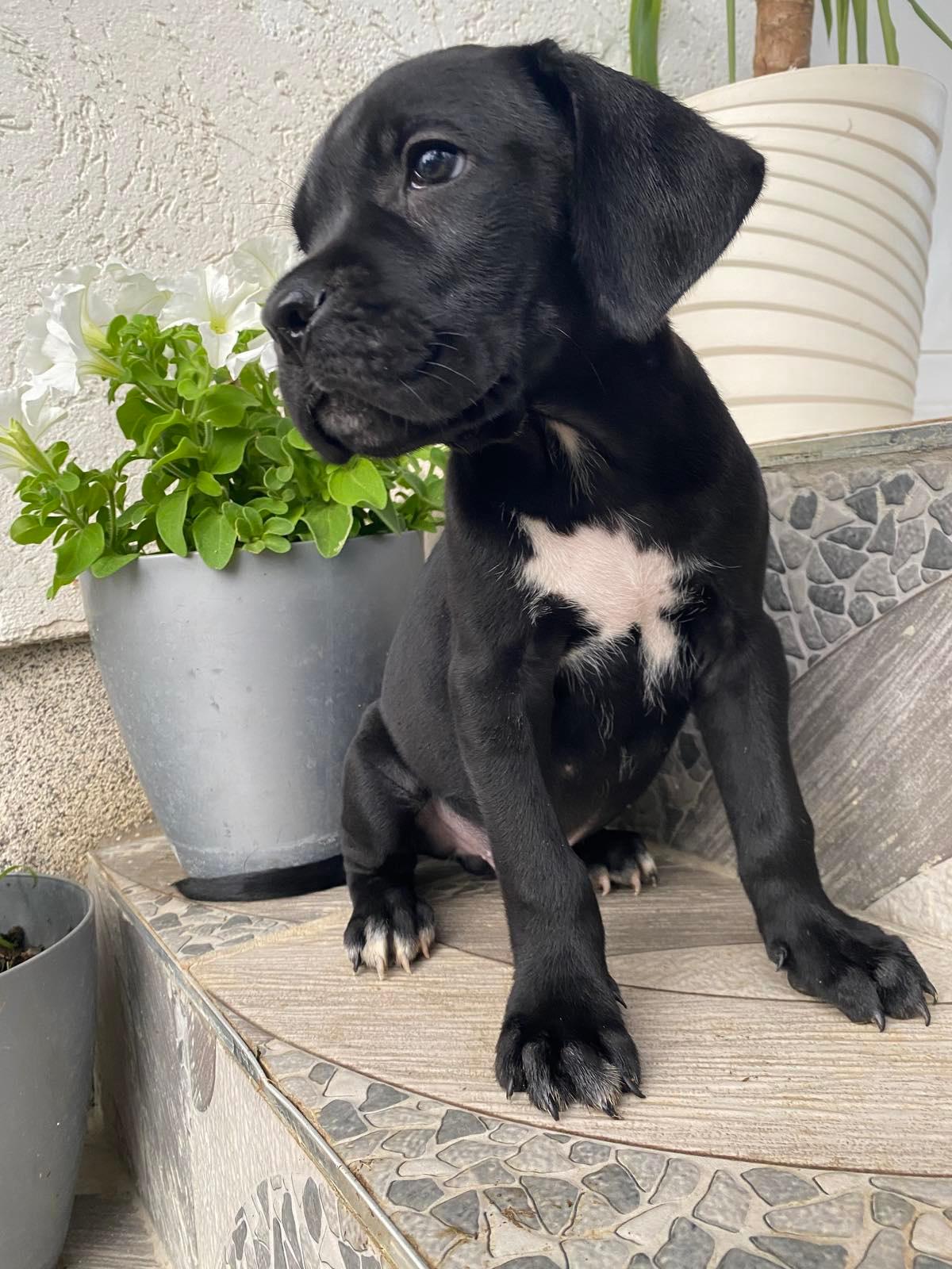 Cane-Corso