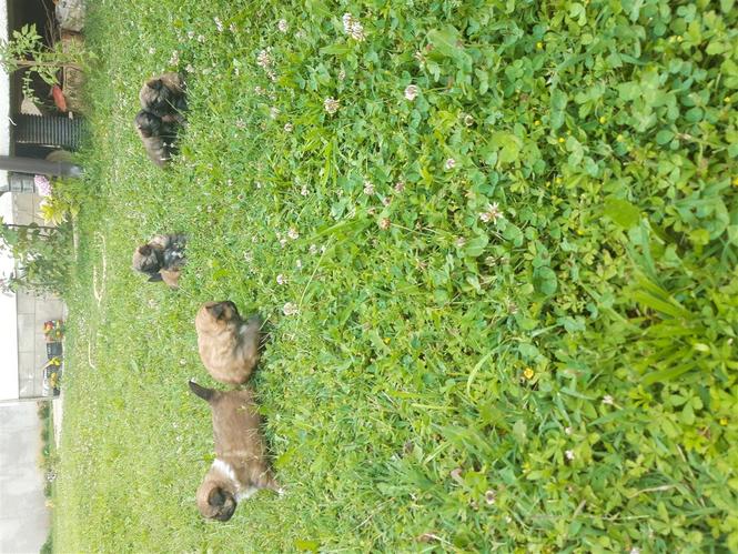  Pekinizer