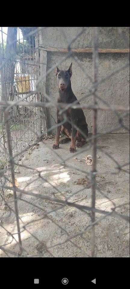 Doberman