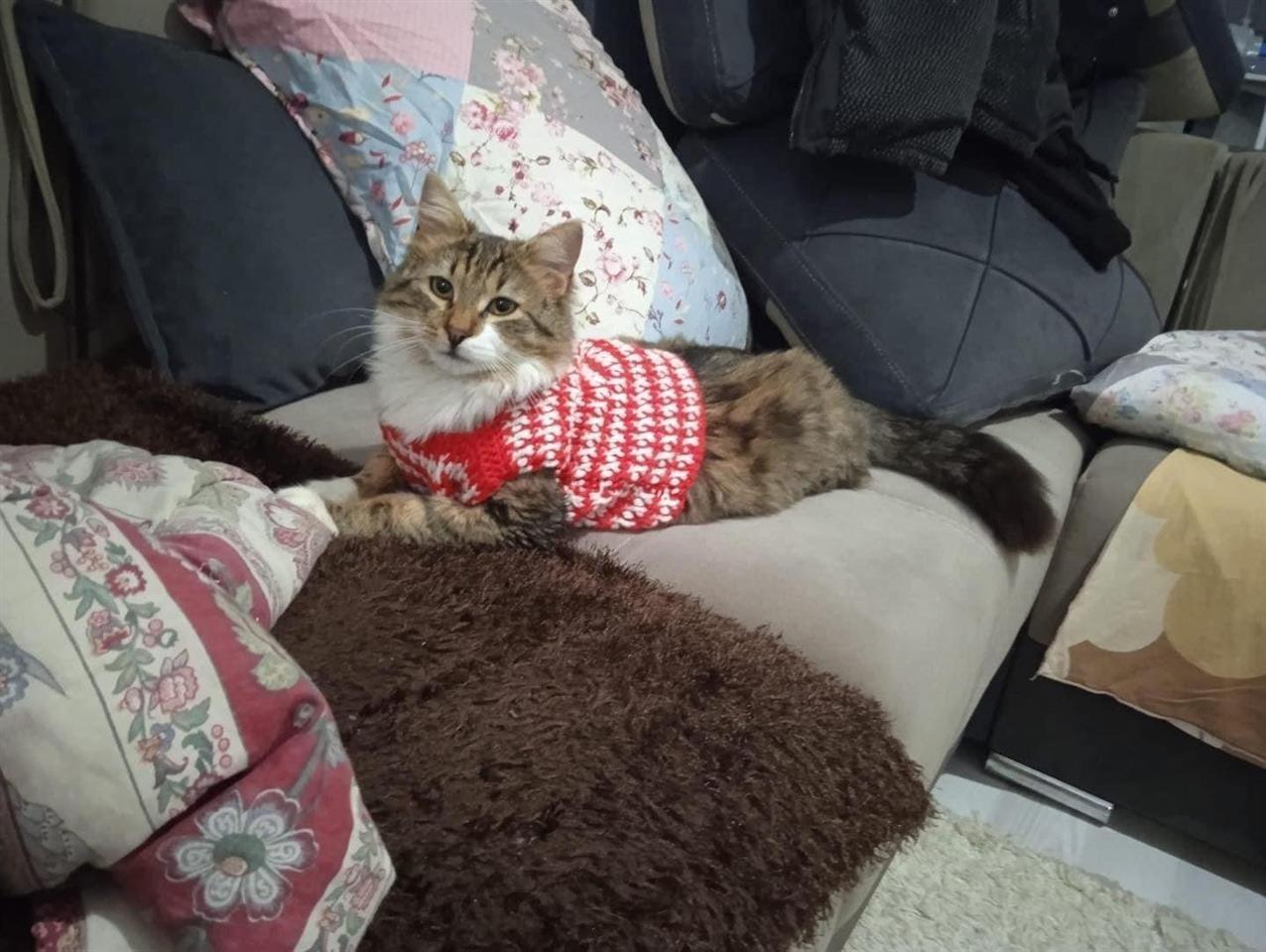 Macok-per-adoptim