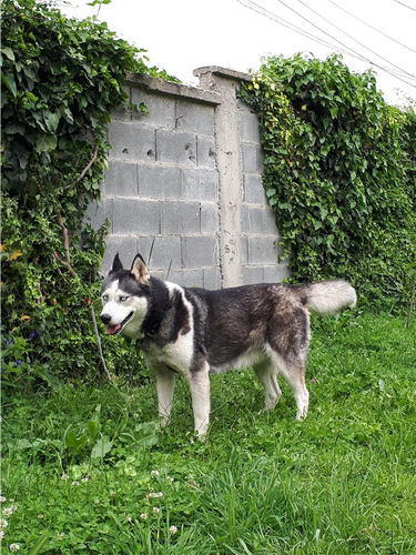 Haski