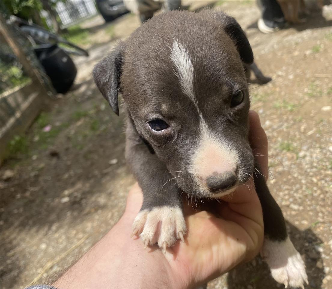 Pitbull
