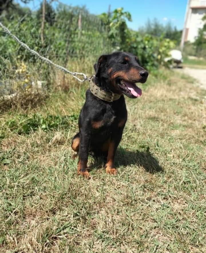 Terrier-Mashkull