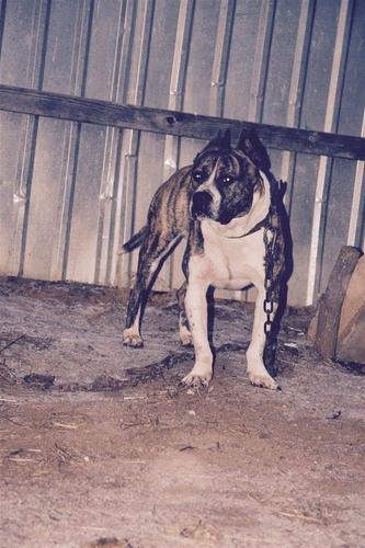 PITBULL