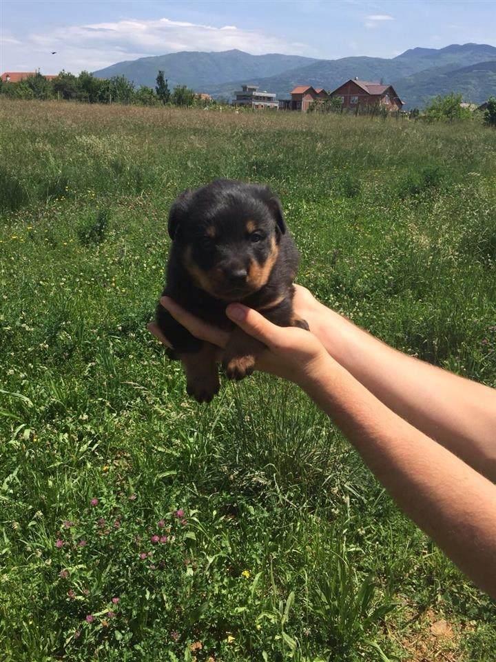 KLYSH-ROTWEILER