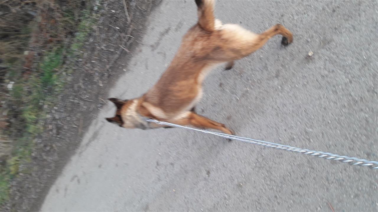 titulli