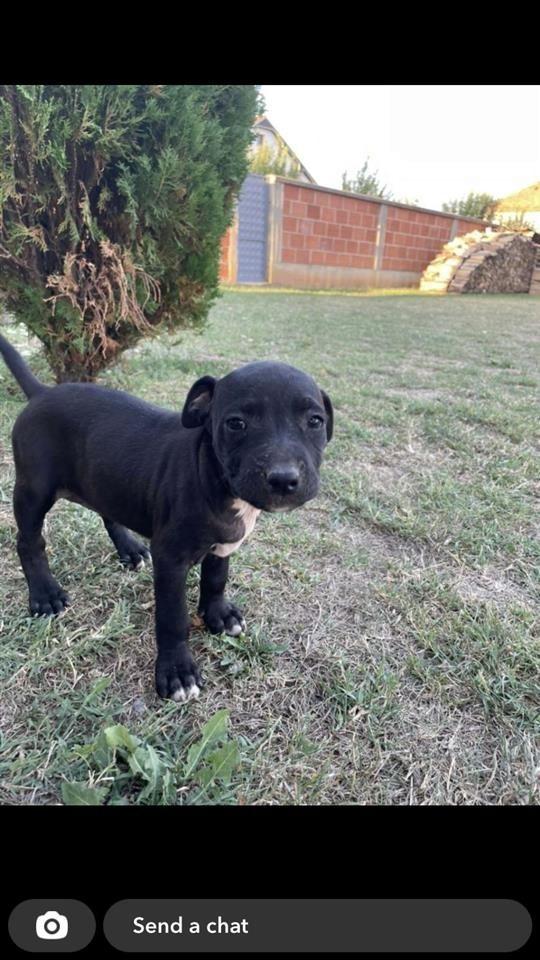 shes-pitullkat-apbt-