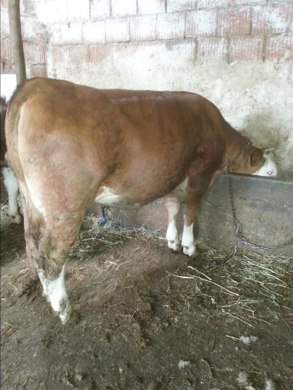 Mshtjera