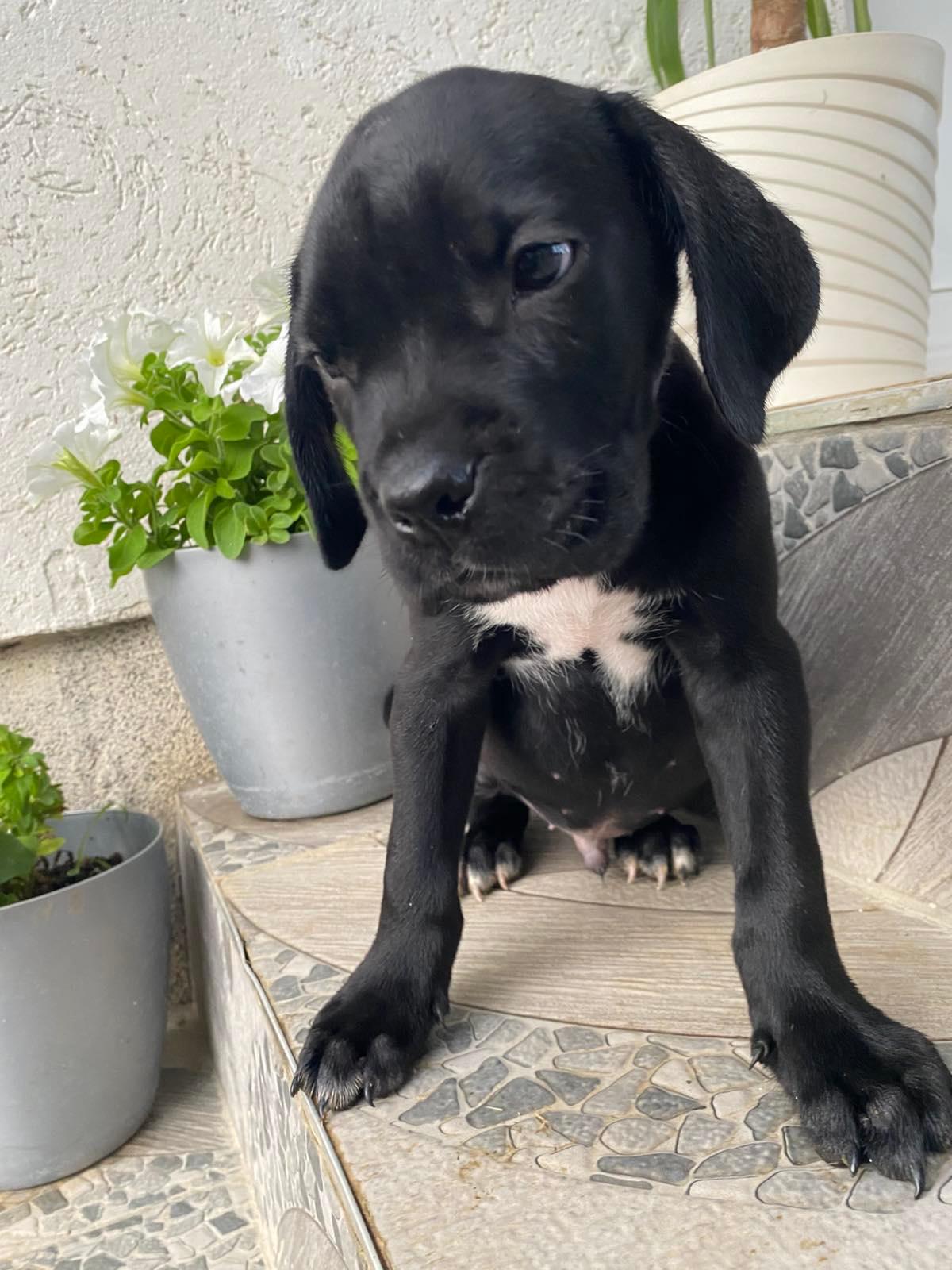 Cane-Corso