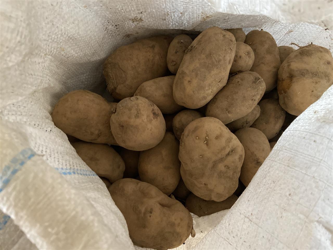 Kumpira-