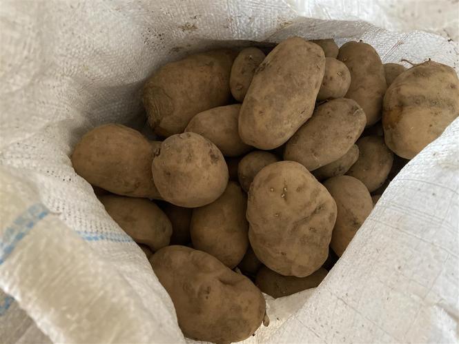 Kumpira 