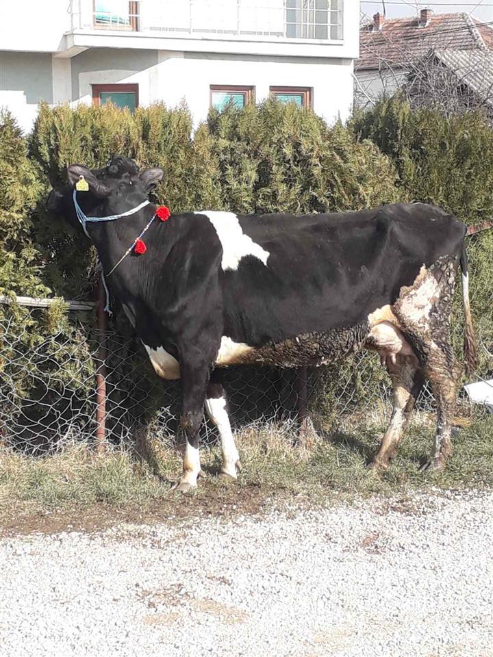 Lop-shyte-gjermane-