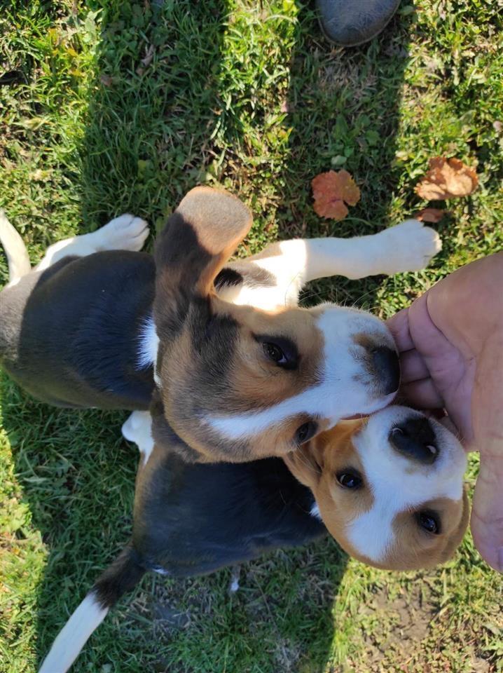 Beagle