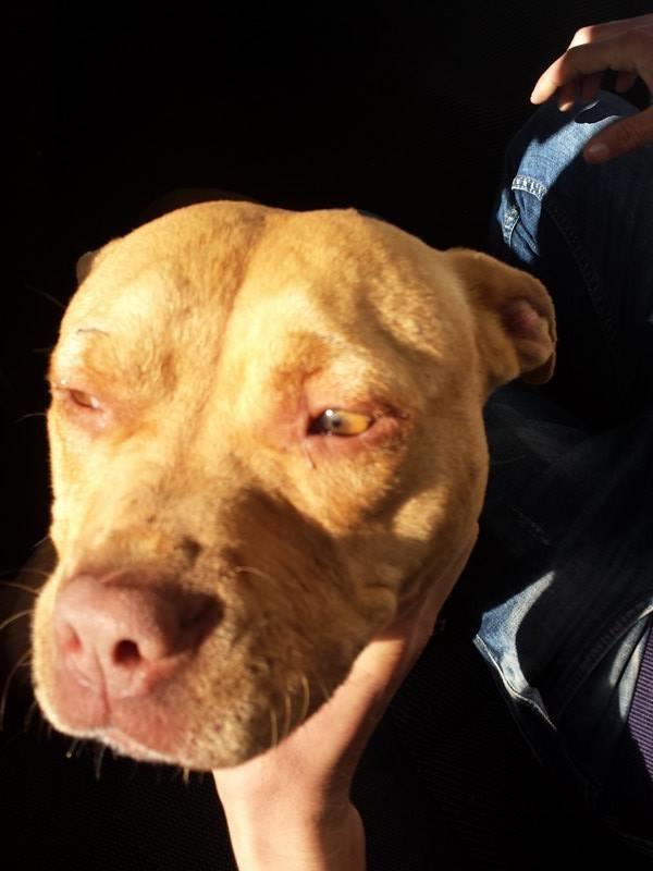 pitbull
