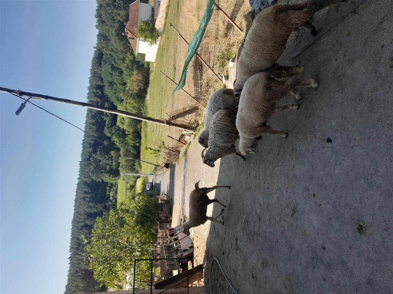 Shitet-kinxhatë