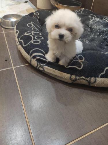 Maltezer