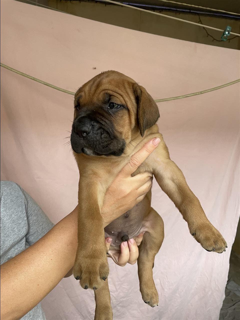 Cane-Corso