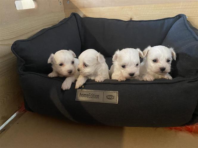 Maltezer