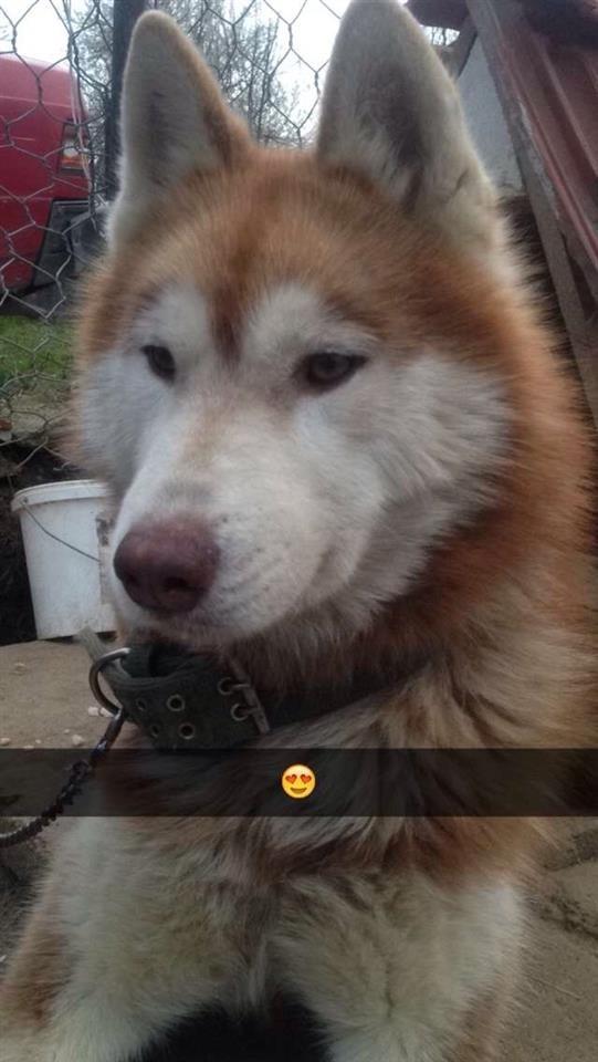 husky
