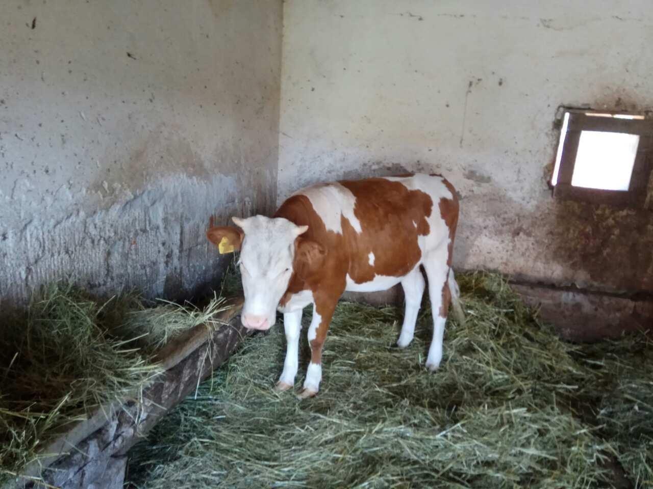 Shes-Lopen
