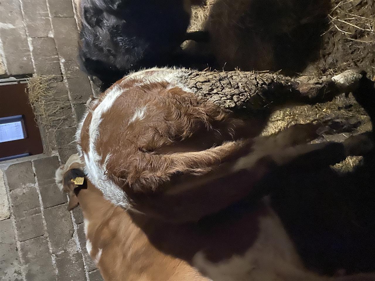 Shitet-mshtjerra-