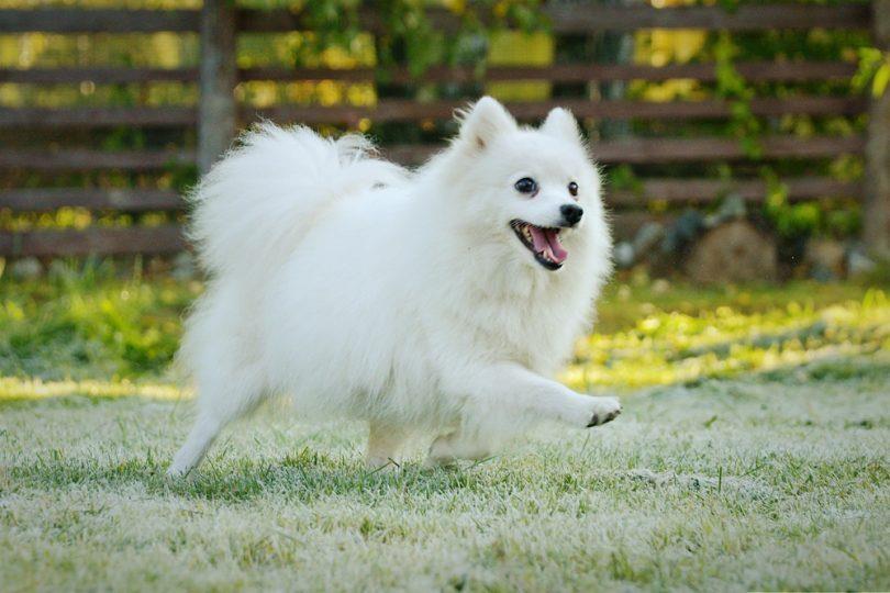 german-spitz