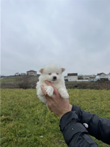 Minispitz  Minishpic