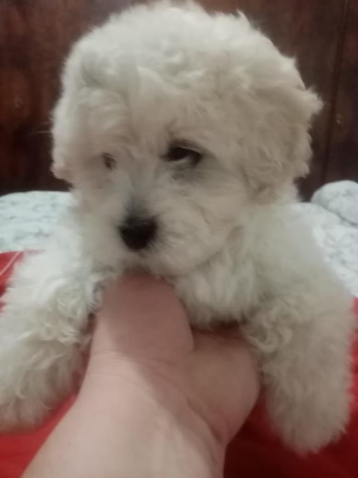 Bichon-frese