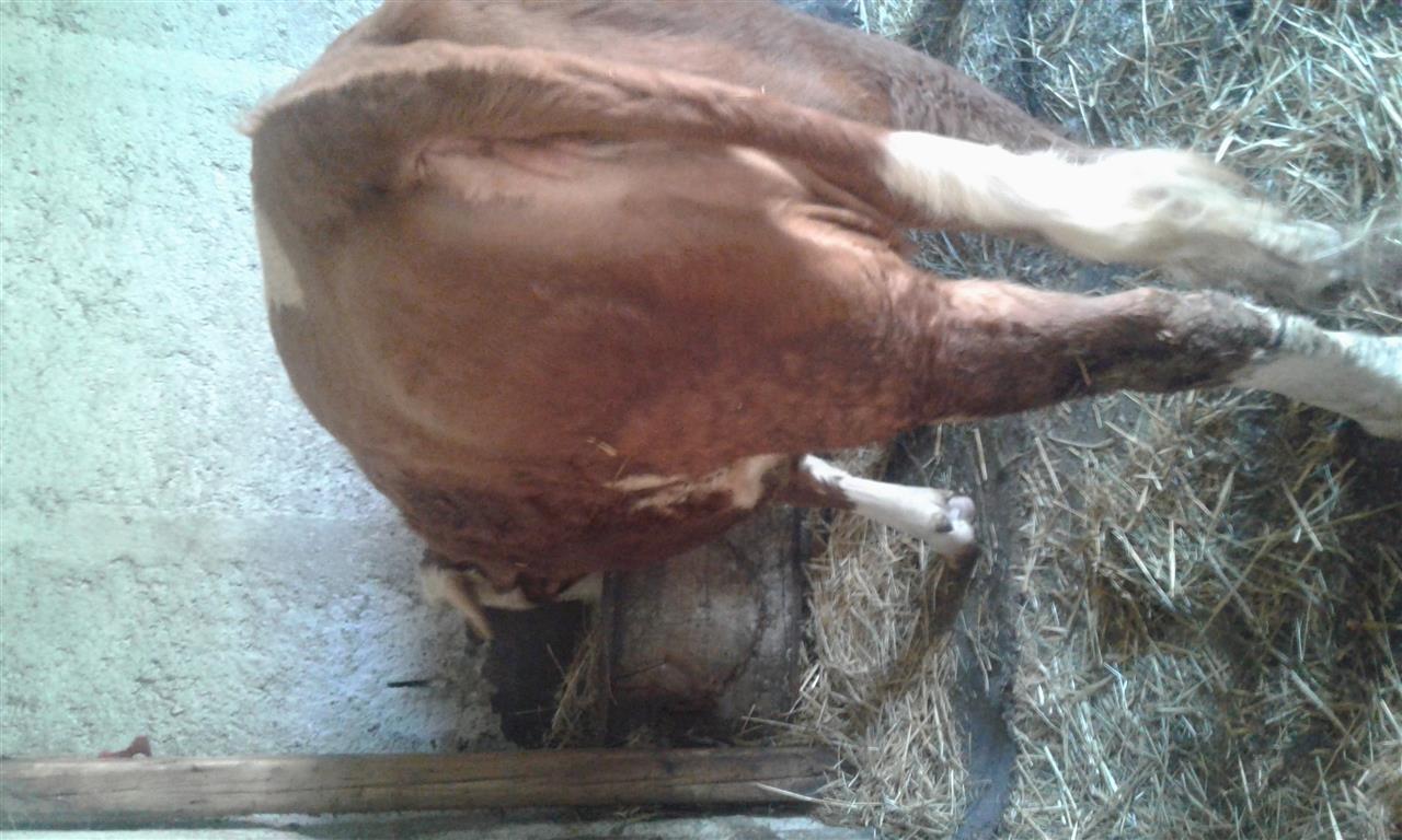 Shese