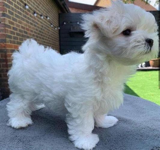 Maltezer