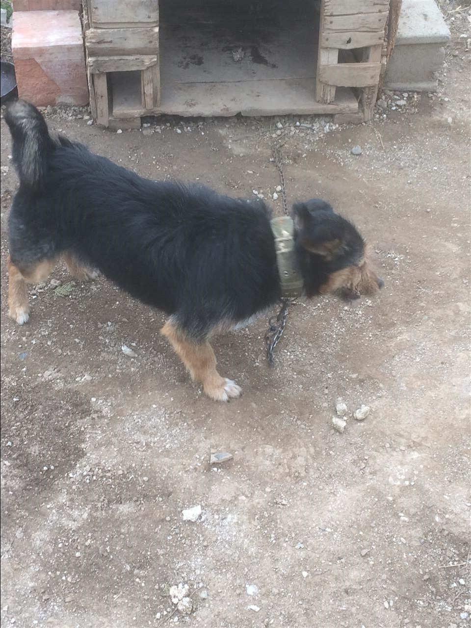 Terrier