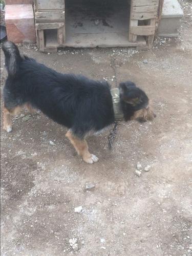Terrier