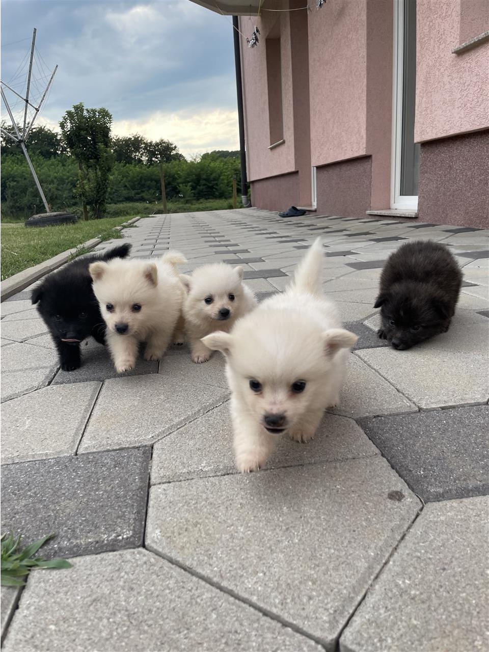 Mini-Spitz-German