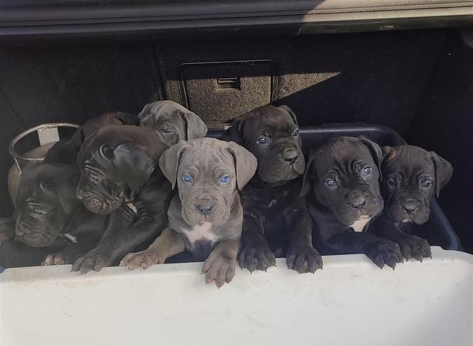 Cane Corso