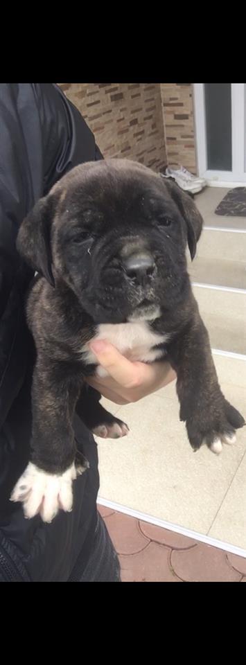 Cane-Corso