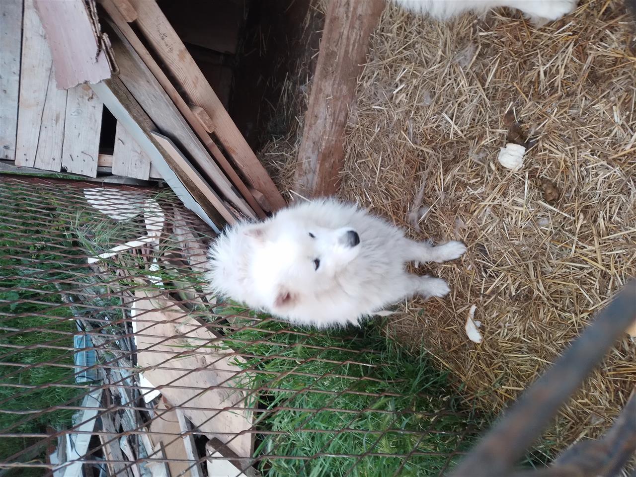 Samojed