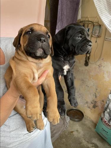 Cane Corso