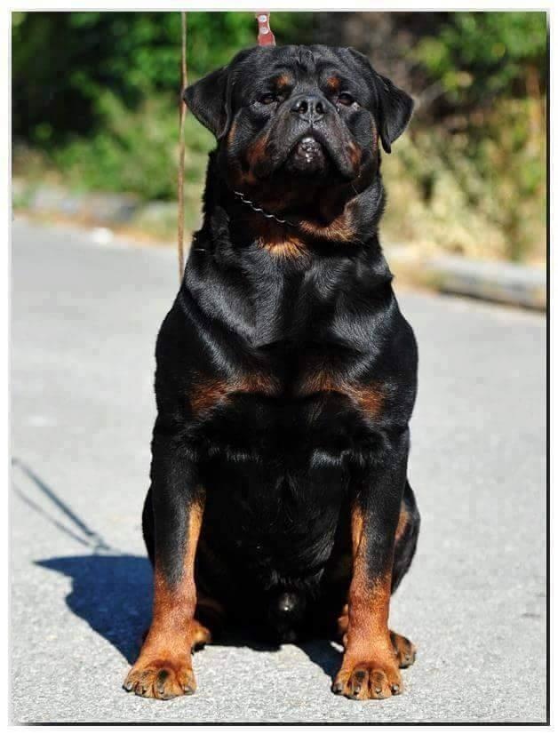 Rottweiler