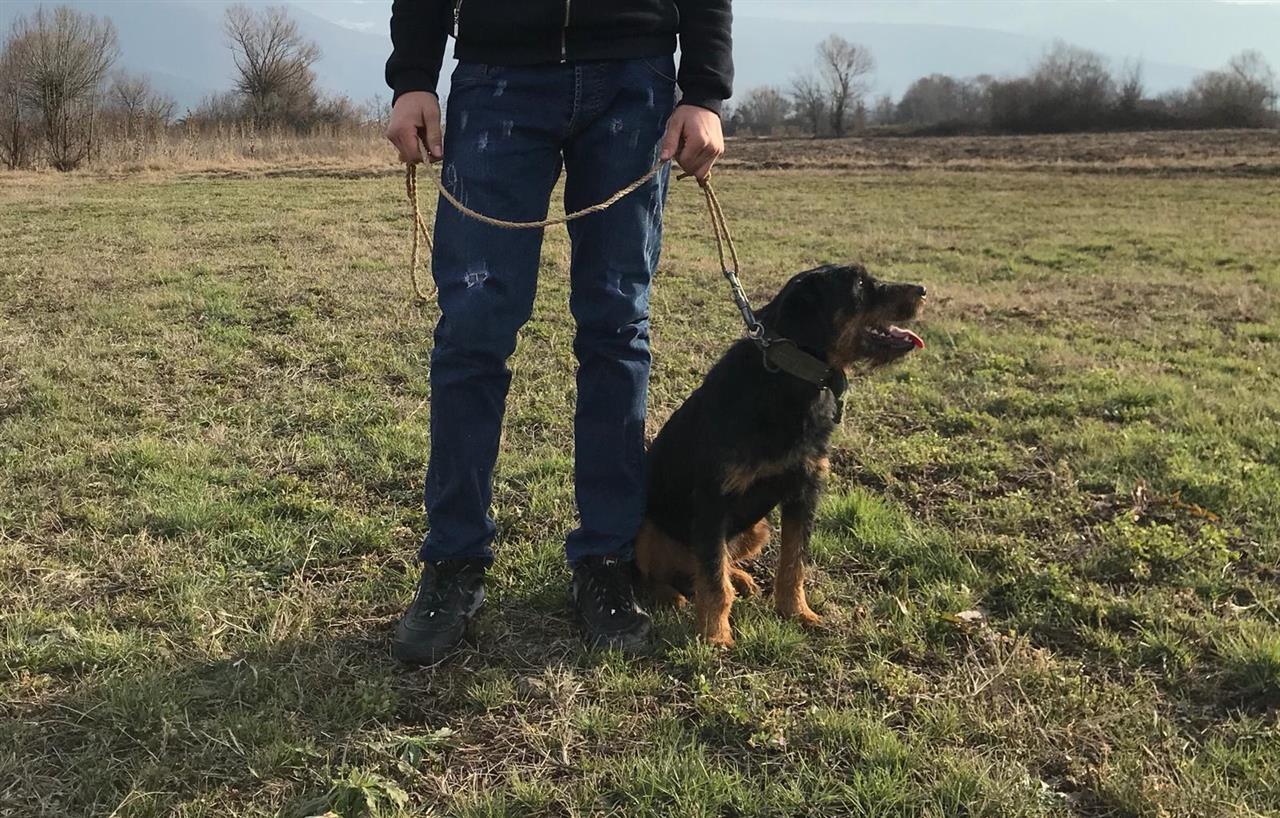 Terrier