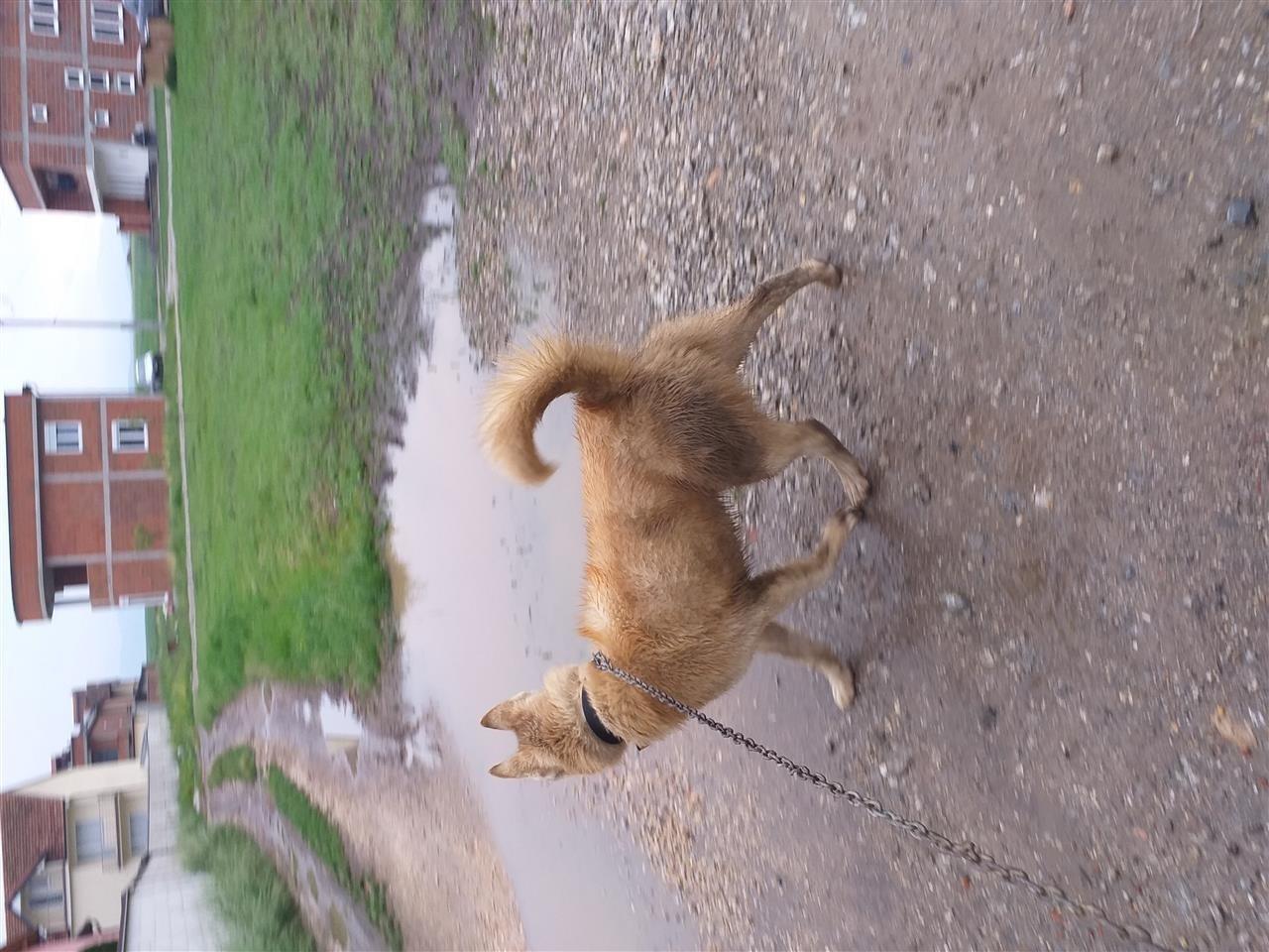 Haski