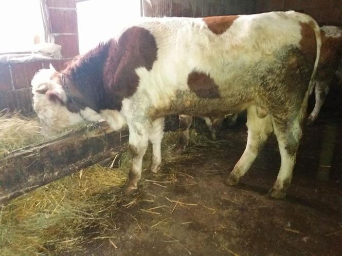 Bika 