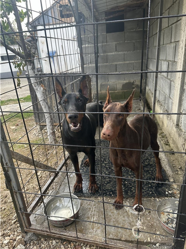 Doberman