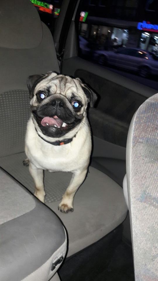 Shitet-PUG