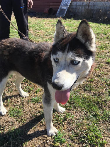 Hasky